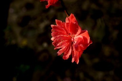 春天来了，春美