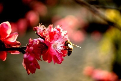 春天来了，春美