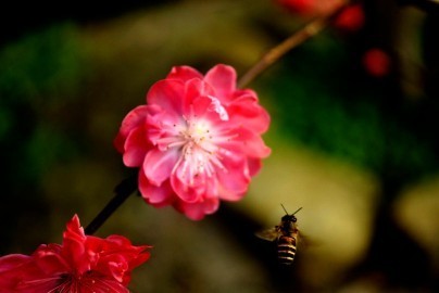 春天来了，春美