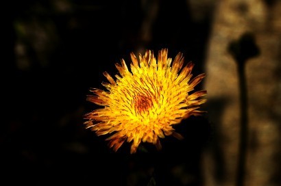 春天来了，春美