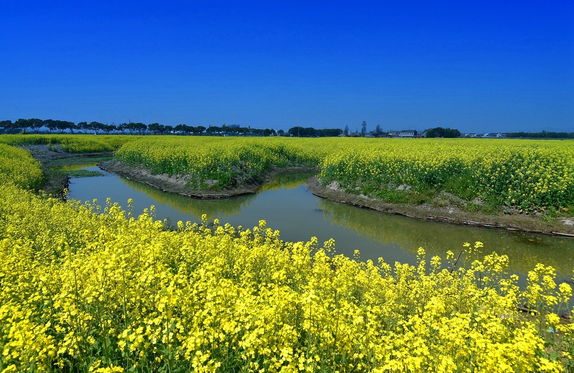 油菜花一