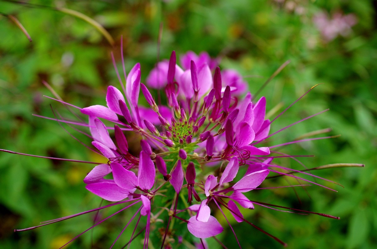 宾得K-5 IIs +宾得HD DA 35mm F2.8 花海