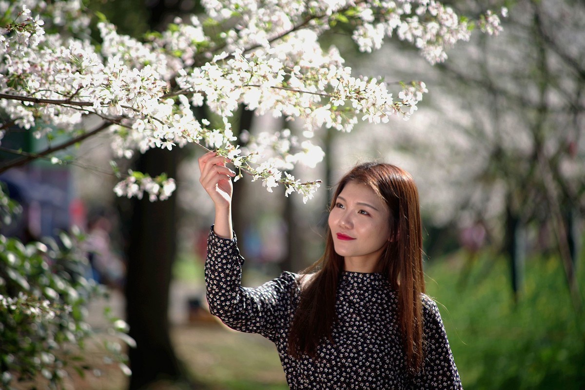 环境人像外拍樱花树下的美女