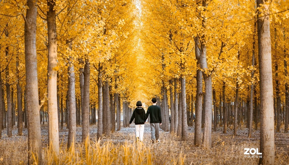 #ZOL月赛晒秋#   —秋天的歌