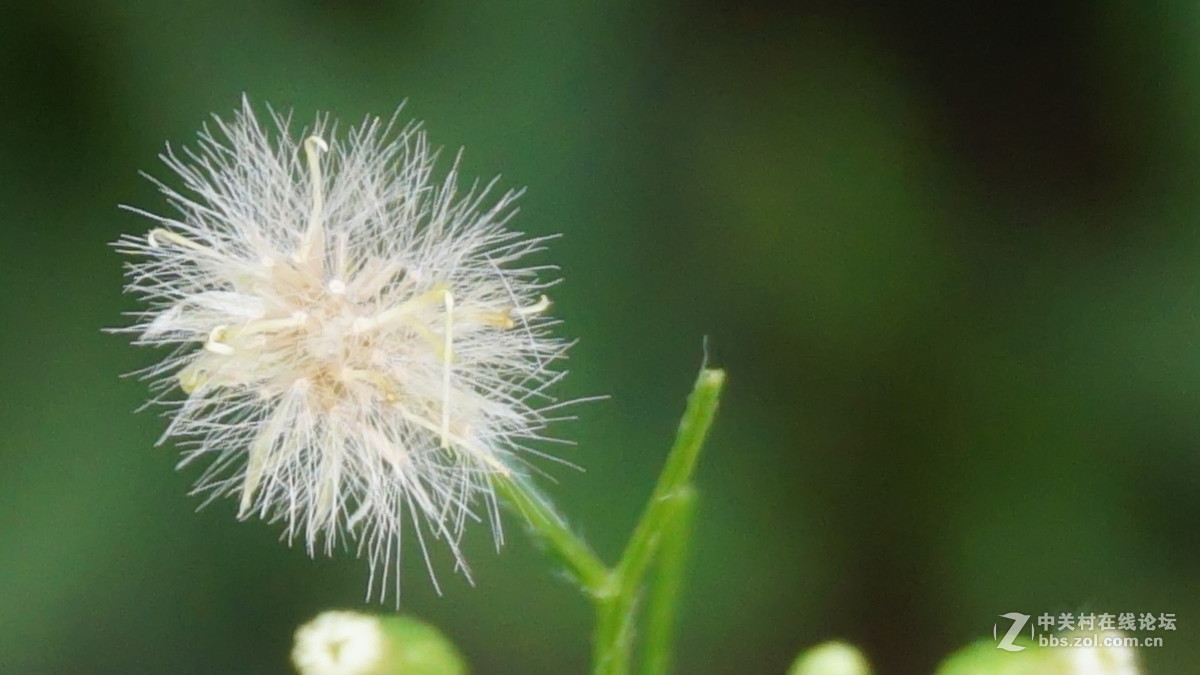 索尼 sony a6000套头（E PZ16-50mmF3.5-5.6）超强微距拍摄 （采用数字变焦拍摄）