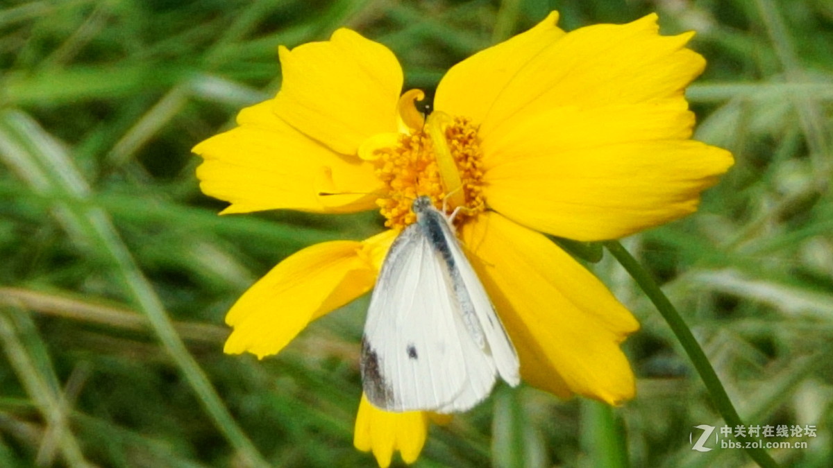 索尼 sony a6000套头（E PZ16-50mmF3.5-5.6）超强微距拍摄 （采用数字变焦拍摄）