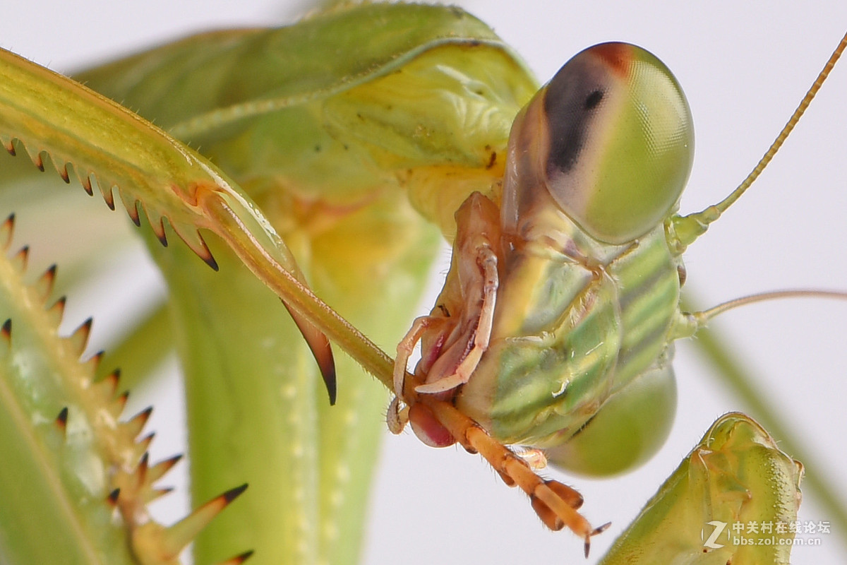 螳螂头部特写