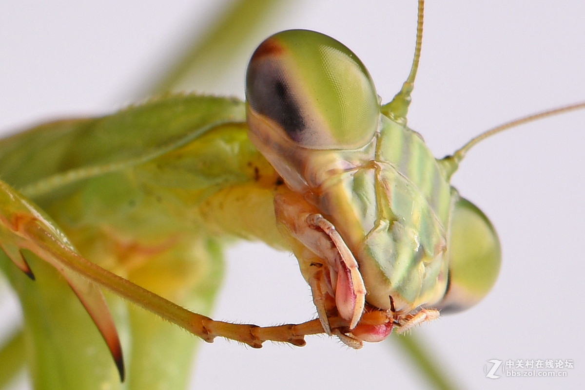 螳螂头部特写