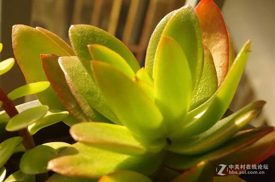 拍花花开始啦O(∩_∩)O~