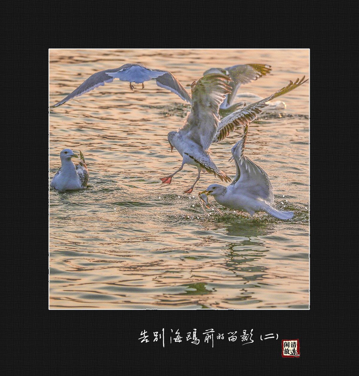 【影趣】各别海鸥前的留影（二）