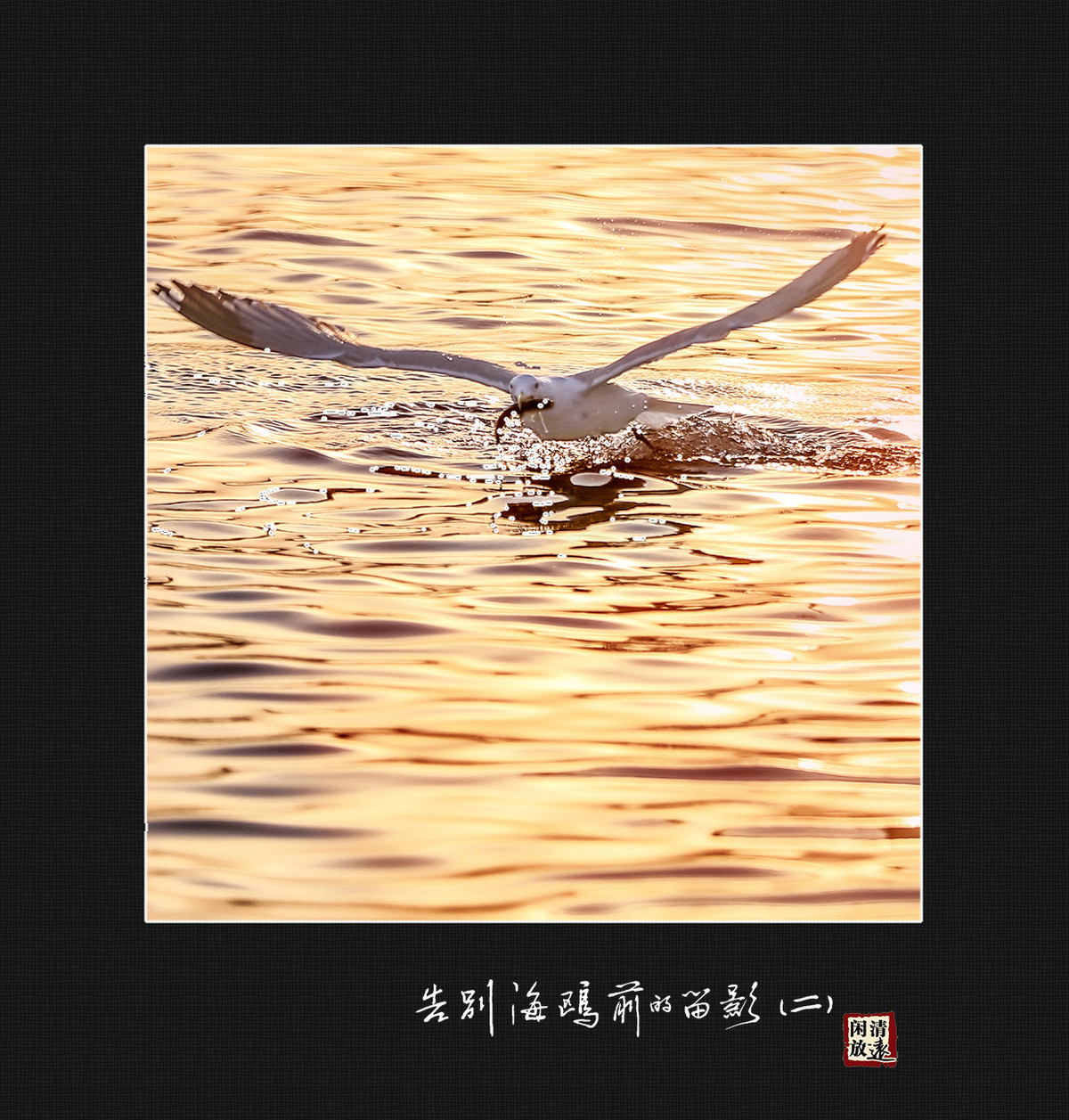 【影趣】各别海鸥前的留影（二）