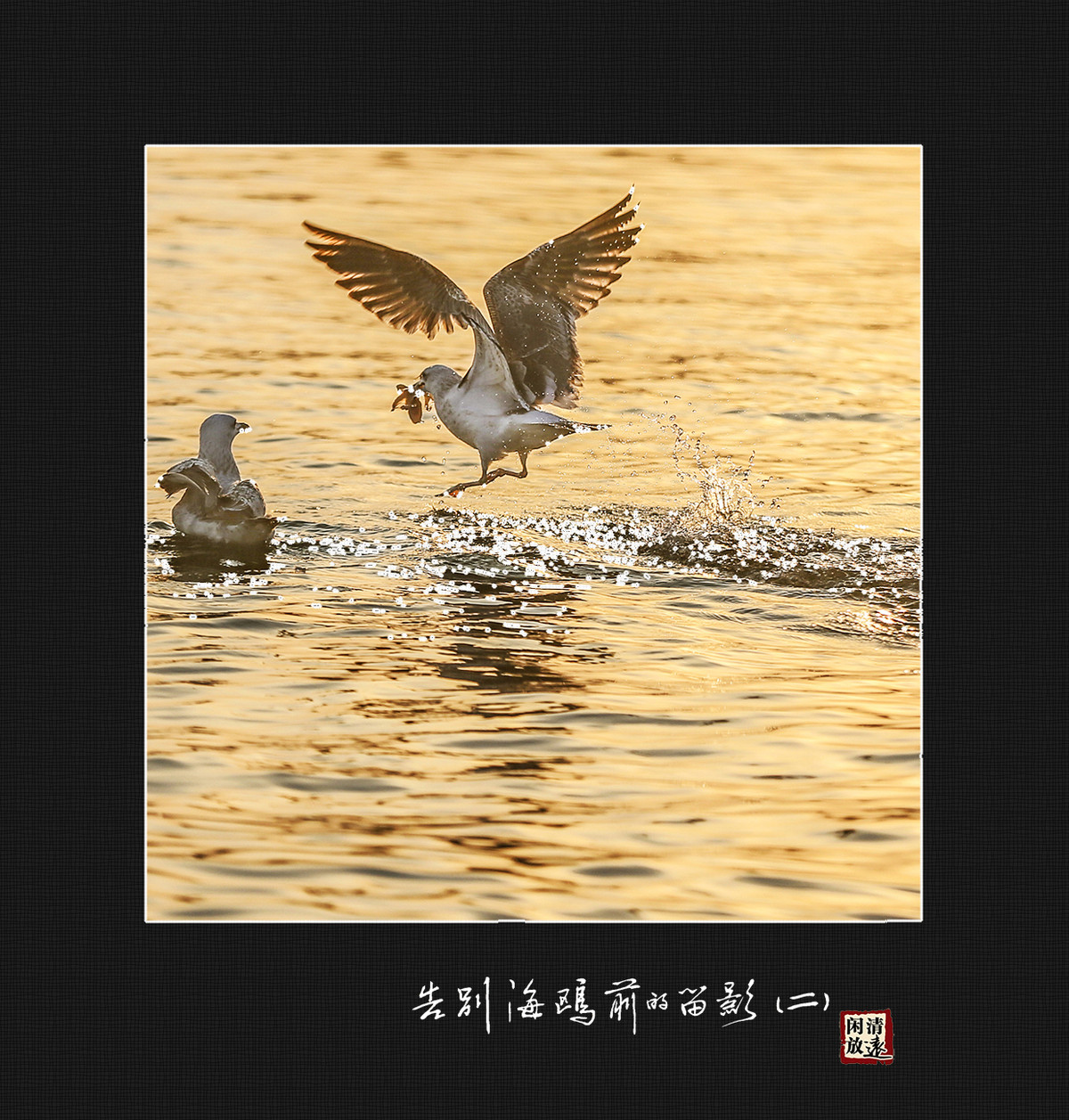 【影趣】各别海鸥前的留影（二）