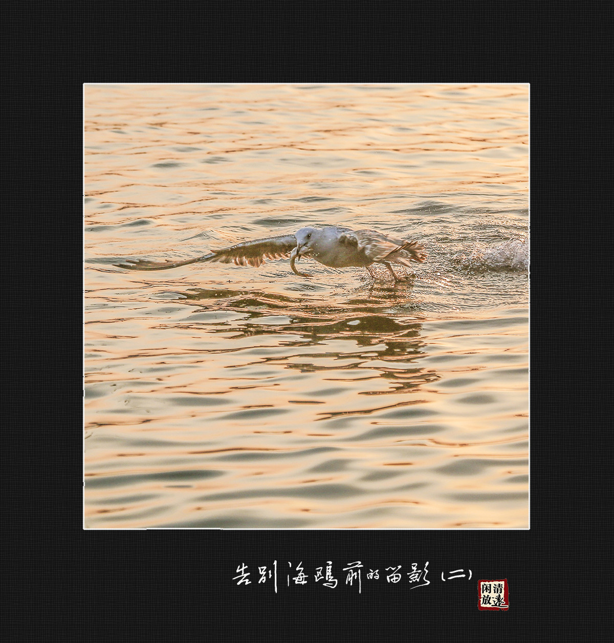 【影趣】各别海鸥前的留影（二）