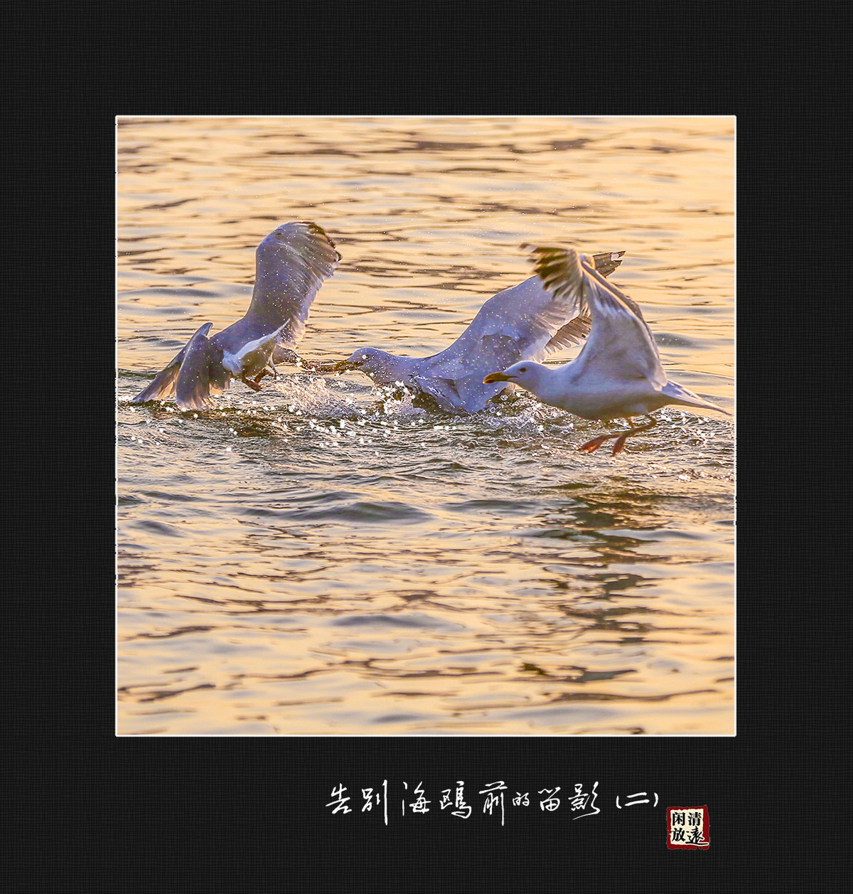 【影趣】各别海鸥前的留影（二）