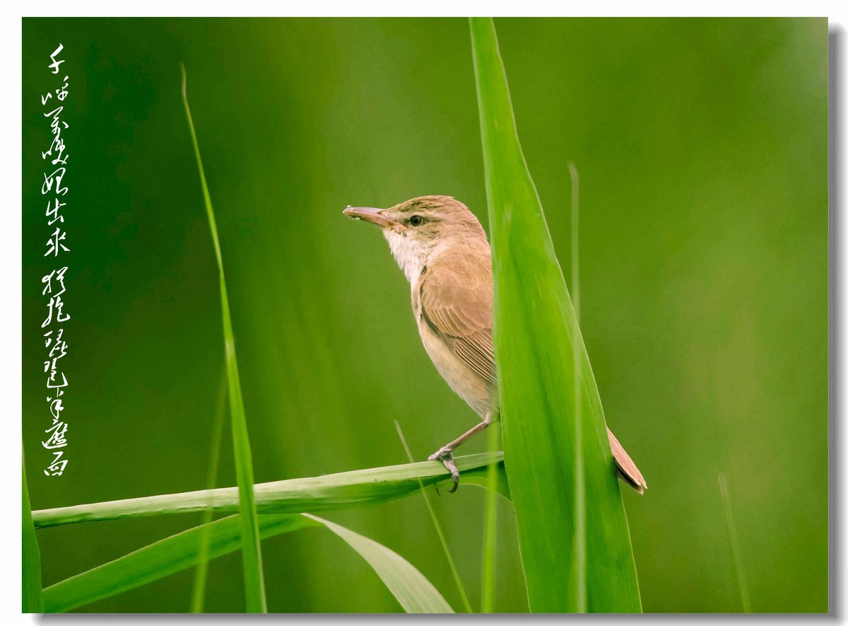 大苇莺