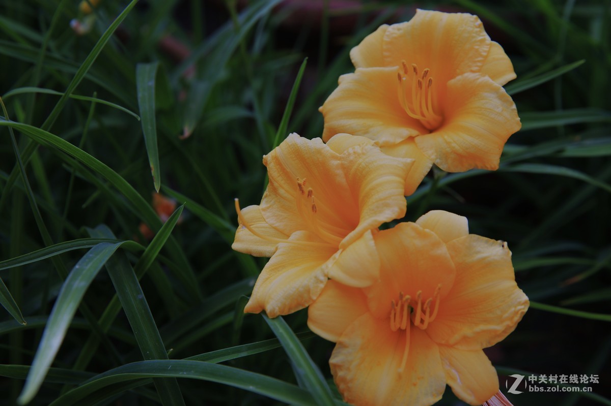 小花随拍5金娃娃萱草花