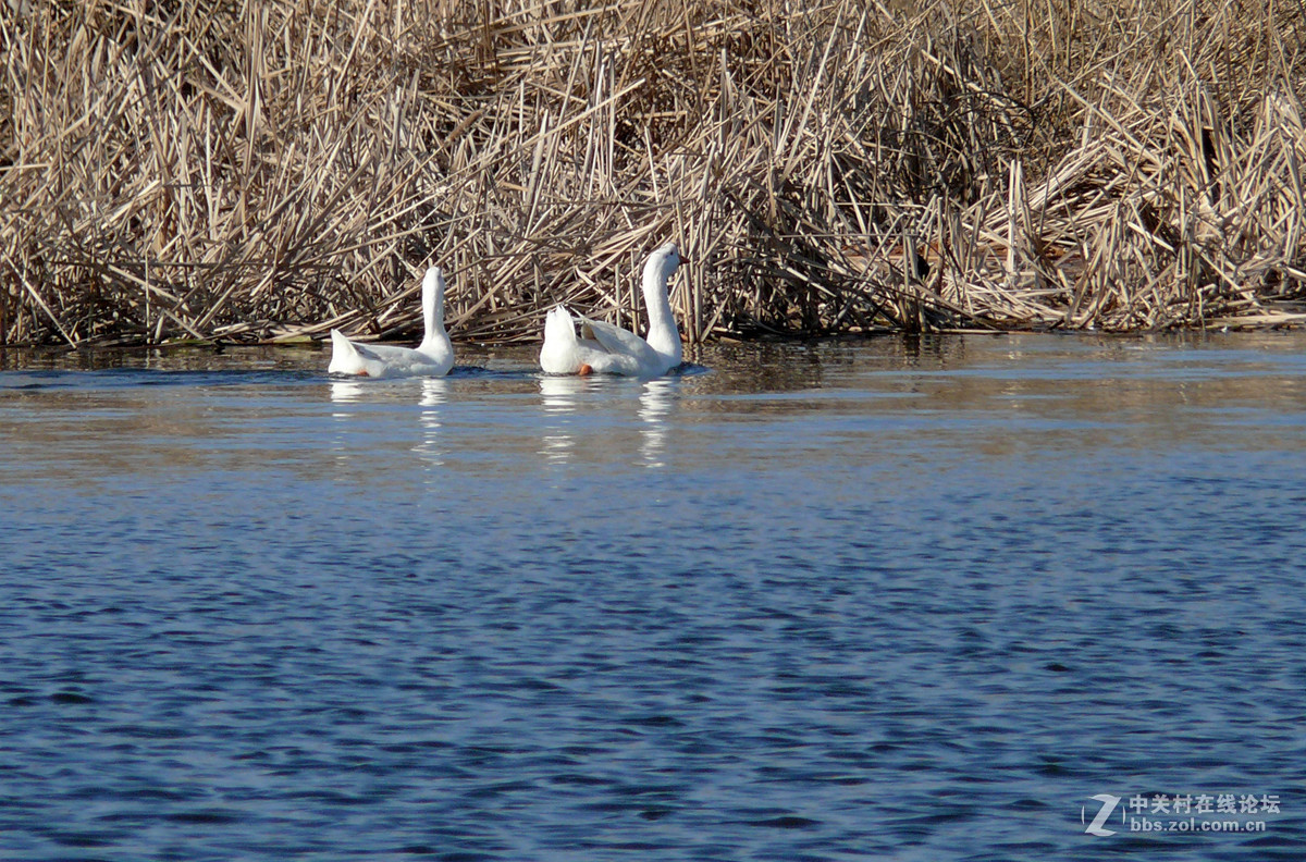 春水冷暖鹅先知          1