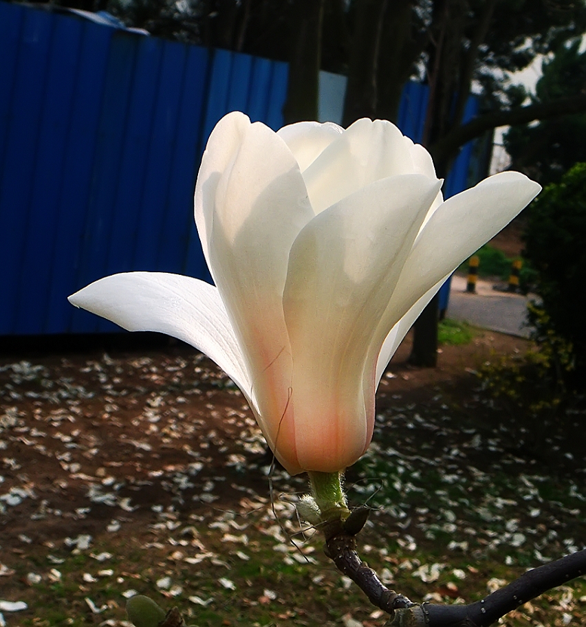 卡尔蔡司出片《白色兰花》哈哈！穷人买不起德头只能用蔡司头索尼卡片来景深安慰了！