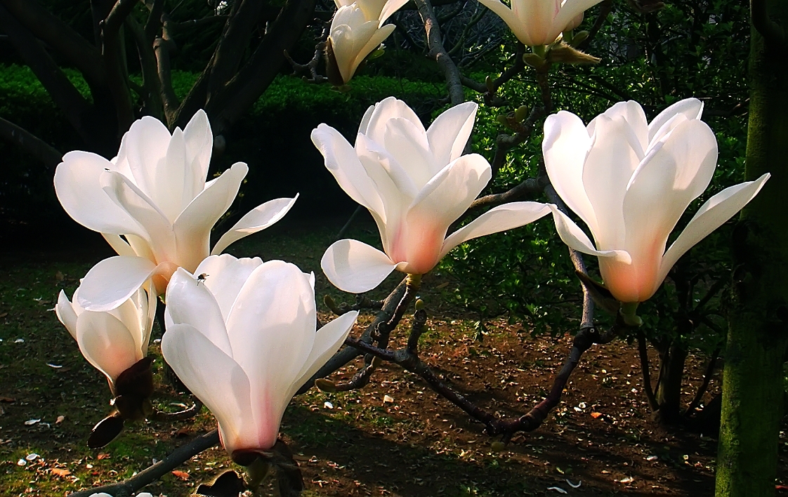 卡尔蔡司出片《白色兰花》哈哈！穷人买不起德头只能用蔡司头索尼卡片来景深安慰了！