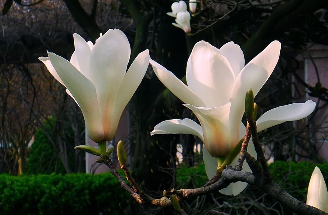 卡尔蔡司出片《白色兰花》哈哈！穷人买不起德头只能用蔡司头索尼卡片来景深安慰了！