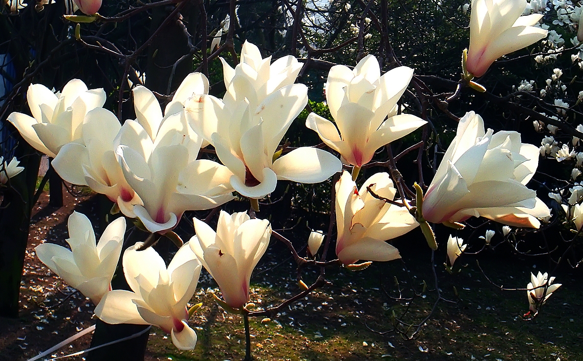 卡尔蔡司出片《白色兰花》哈哈！穷人买不起德头只能用蔡司头索尼卡片来景深安慰了！
