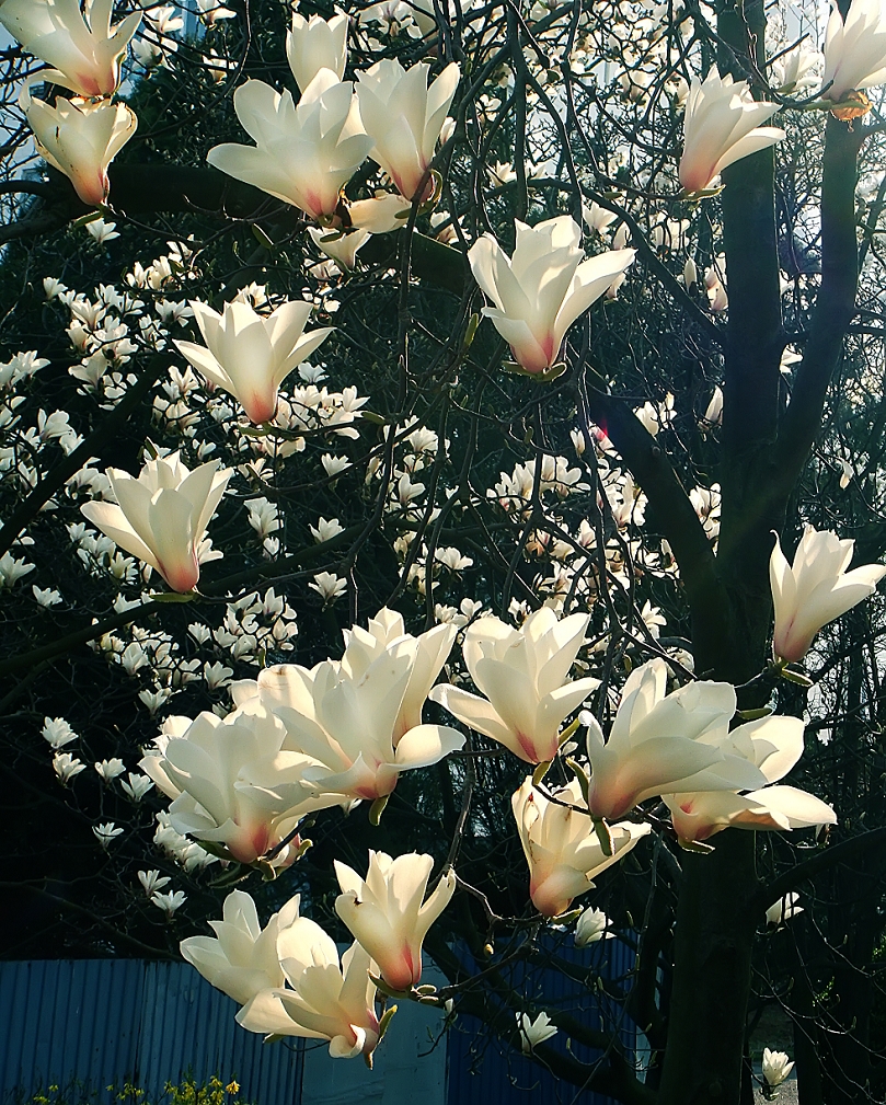 卡尔蔡司出片《白色兰花》哈哈！穷人买不起德头只能用蔡司头索尼卡片来景深安慰了！