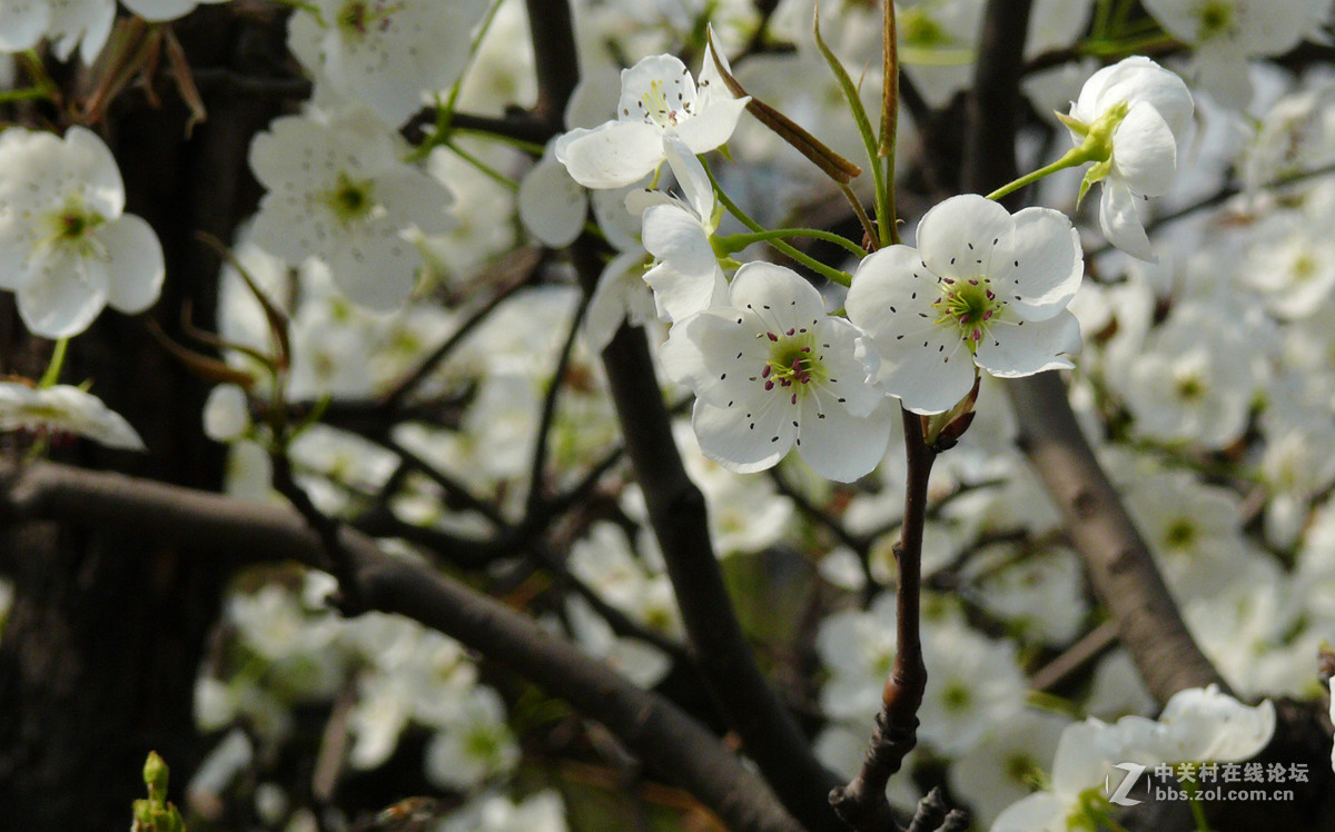梨花盛开         8