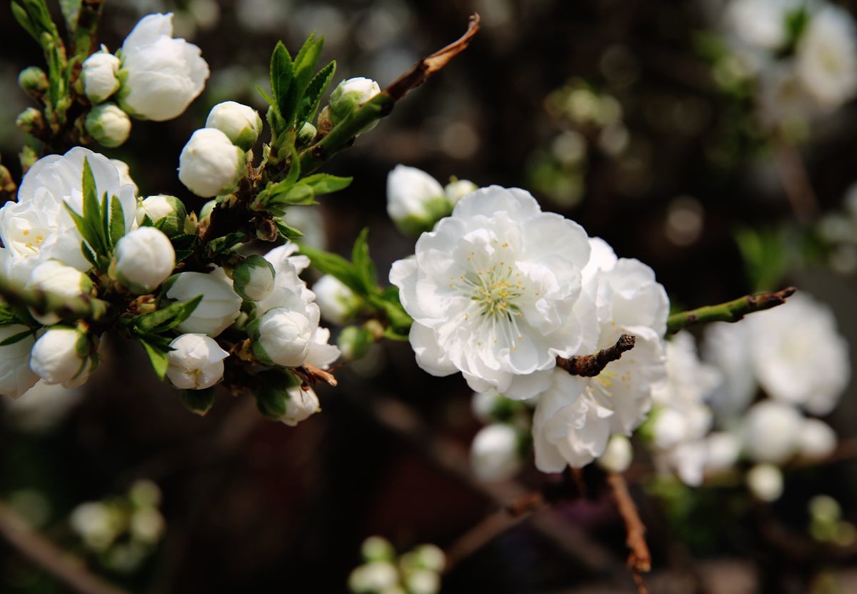 万城华府白桃花