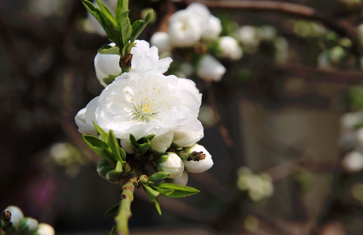 万城华府白桃花