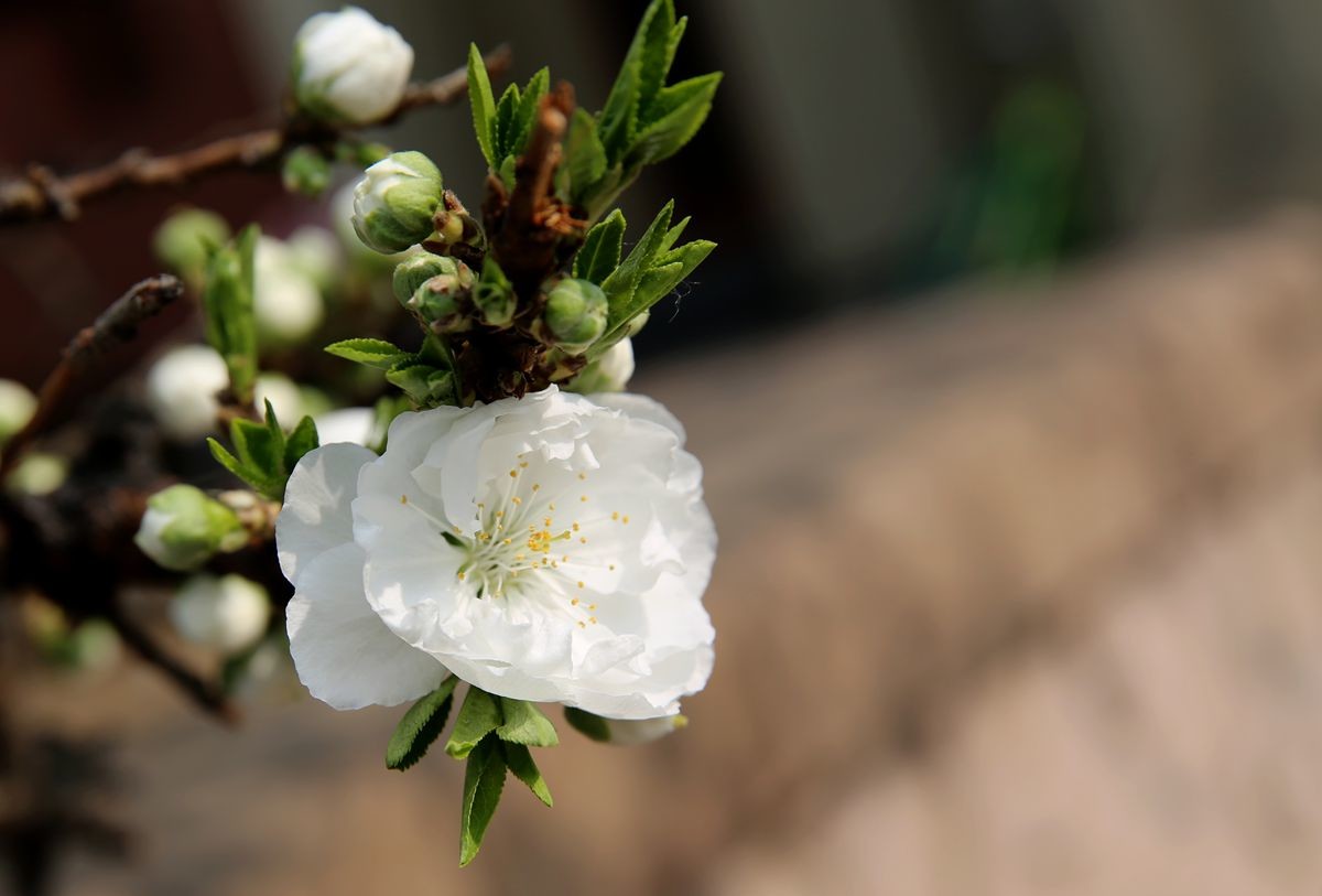 万城华府白桃花