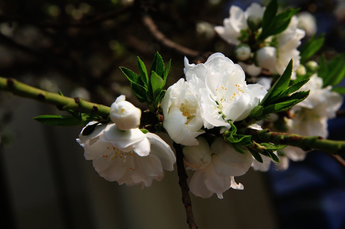 万城华府白桃花