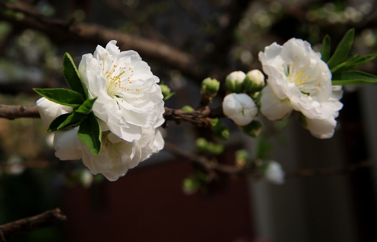 万城华府白桃花