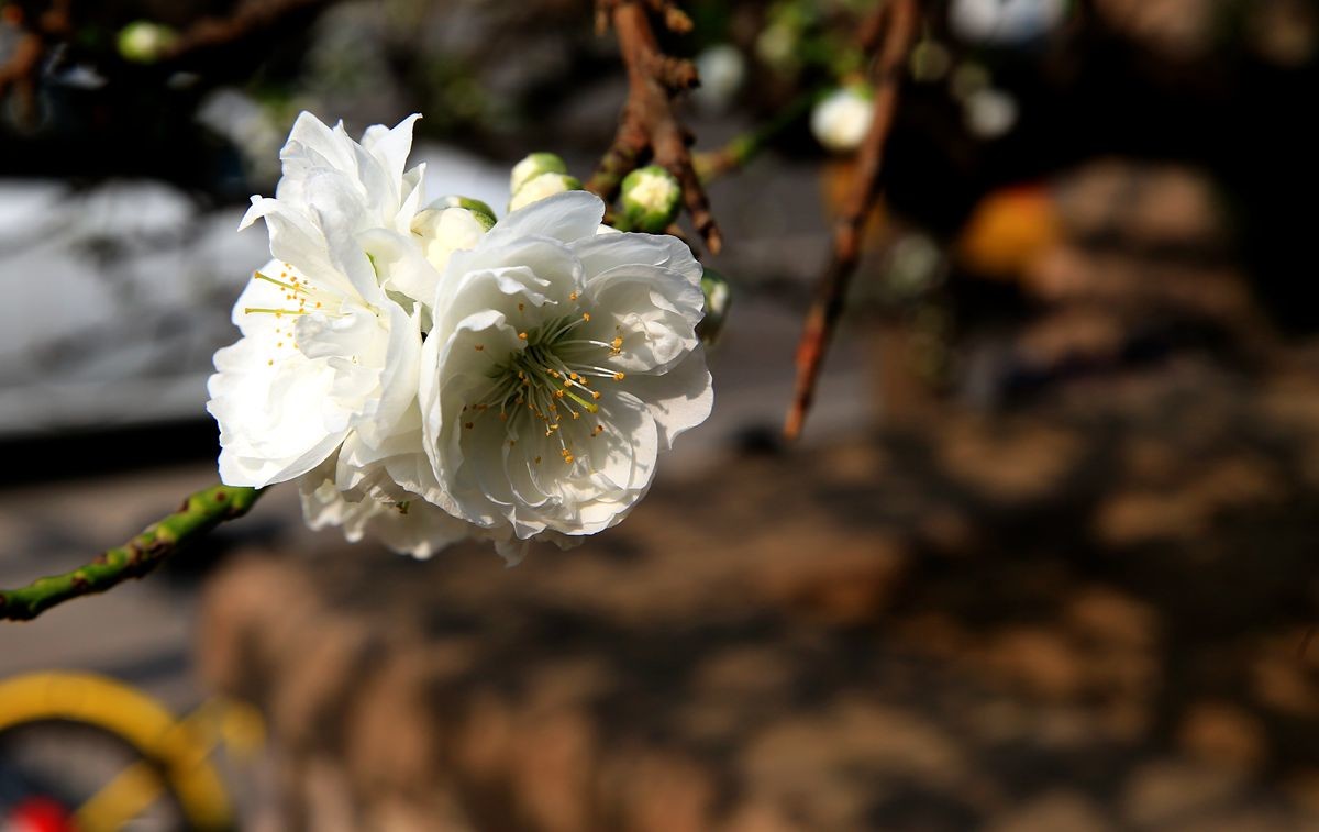 万城华府白桃花