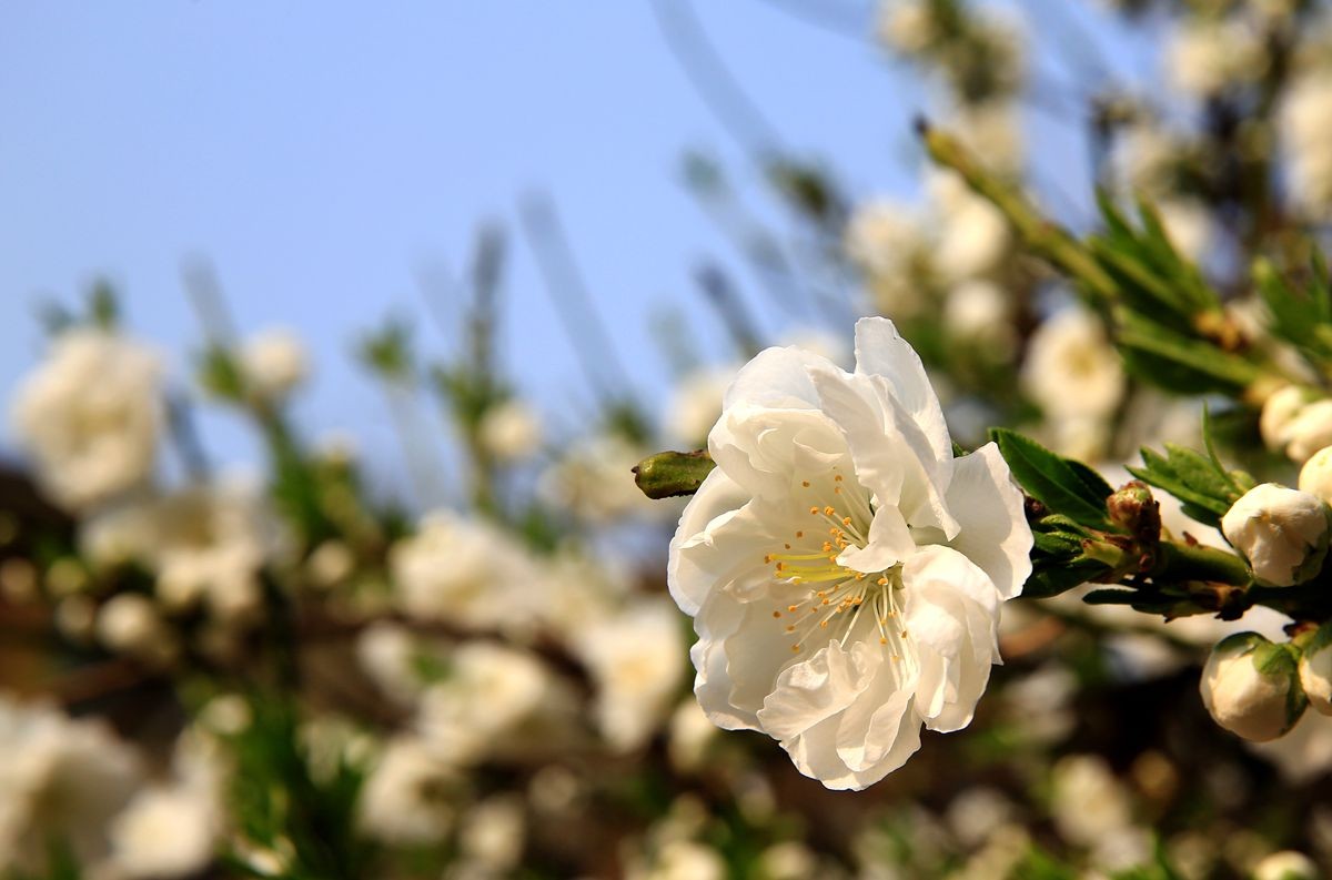 万城华府白桃花