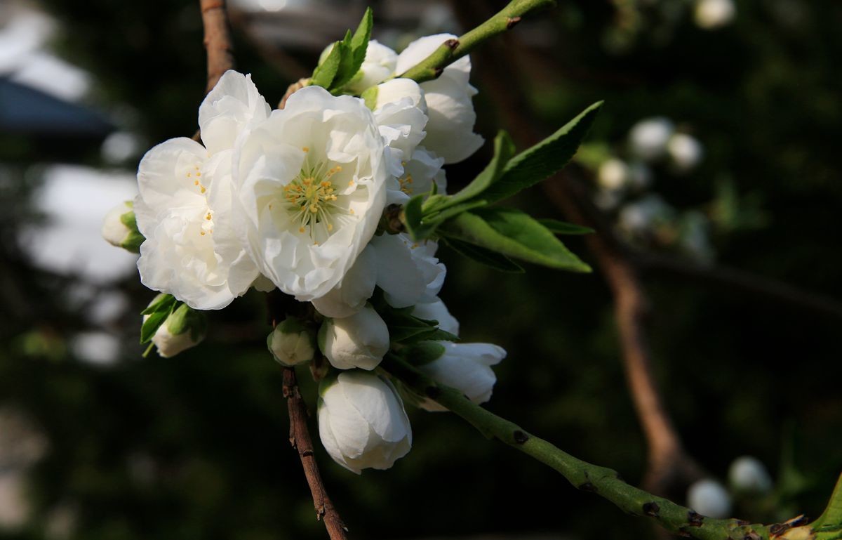 万城华府白桃花