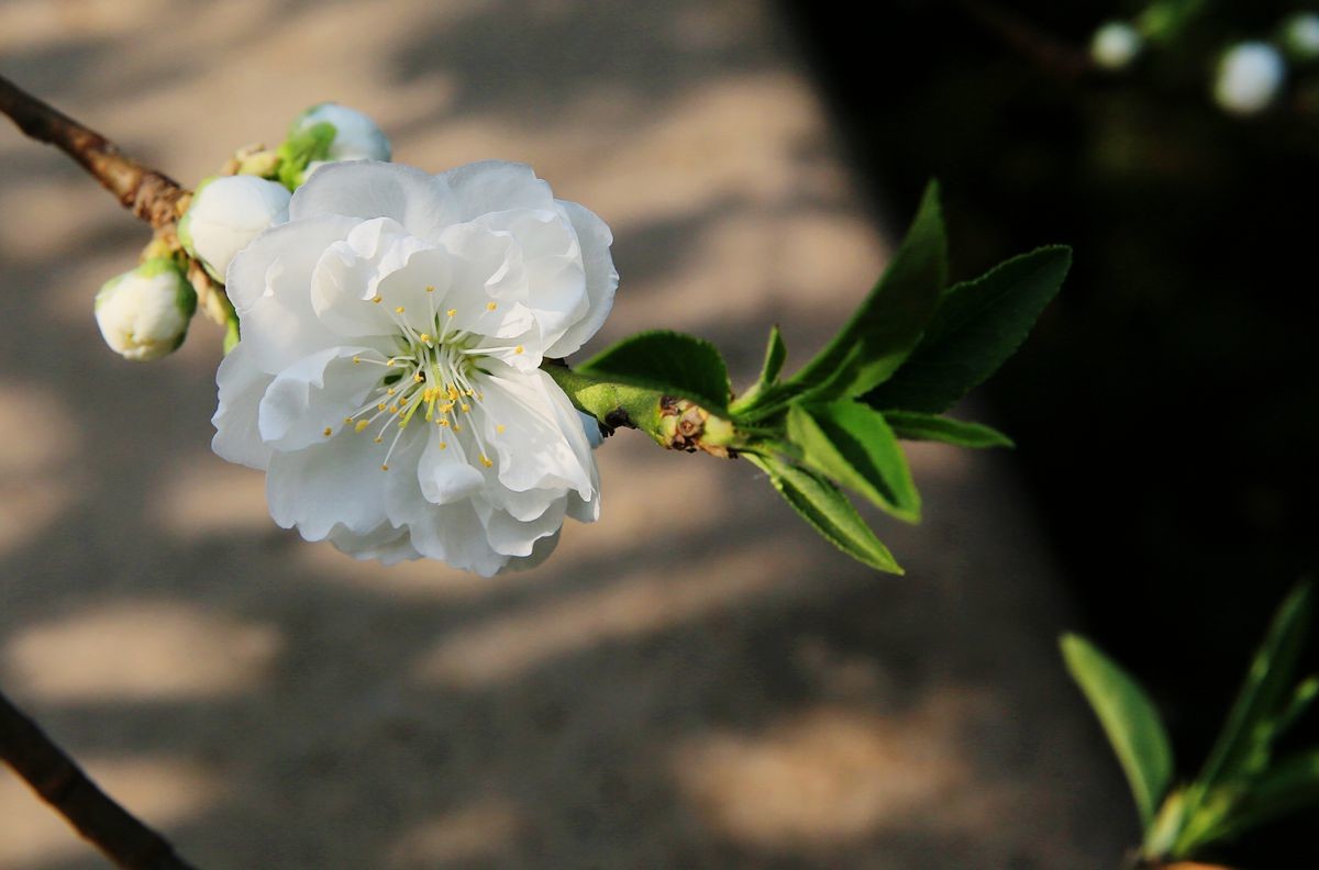 万城华府白桃花