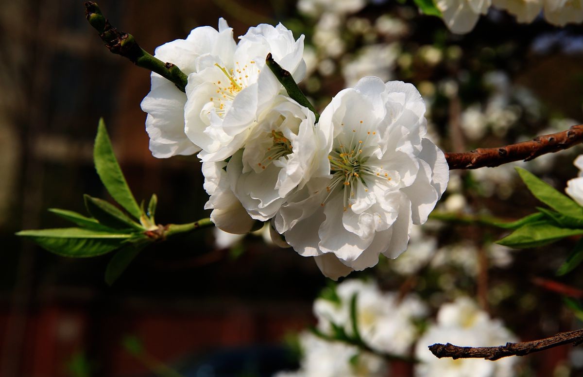 万城华府白桃花