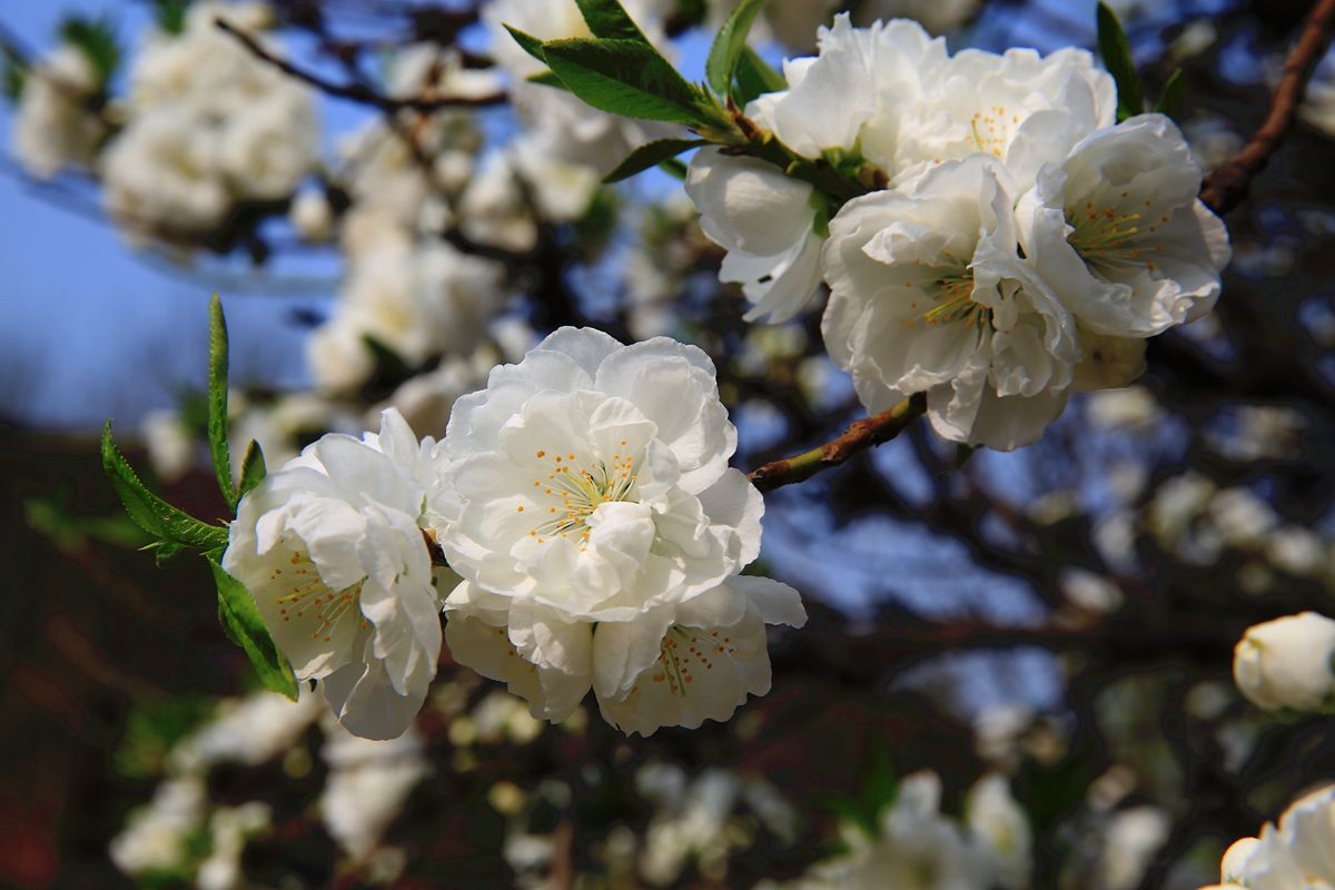 万城华府白桃花