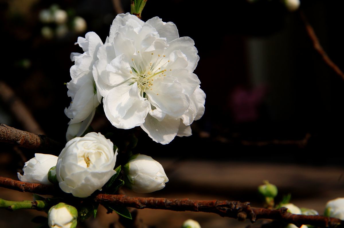 万城华府白桃花