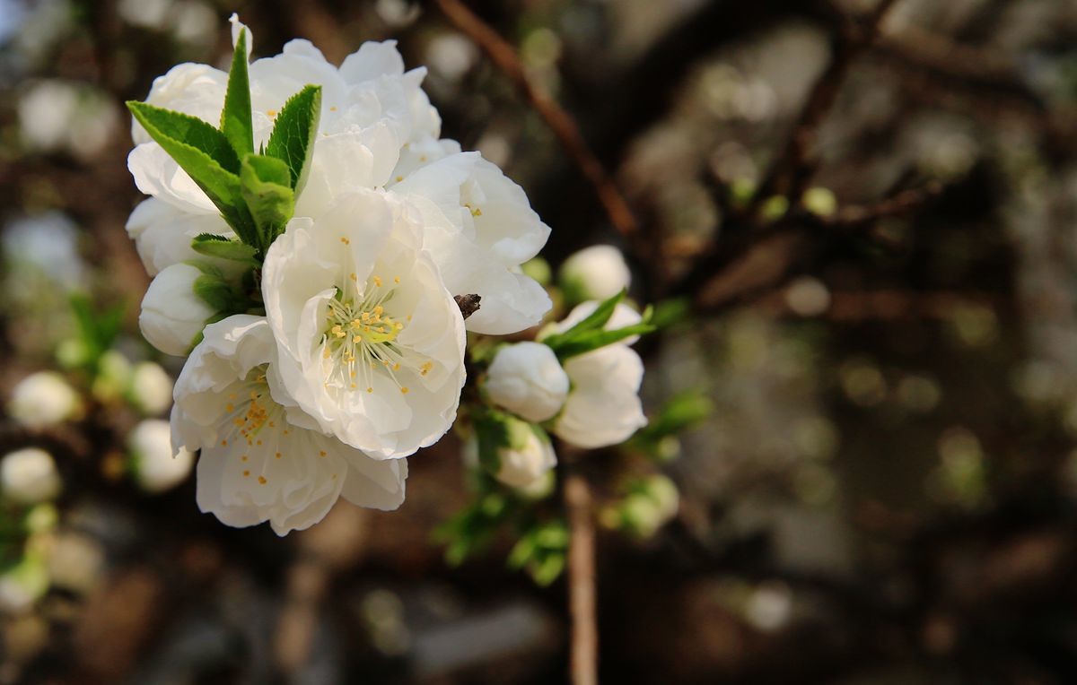 万城华府白桃花
