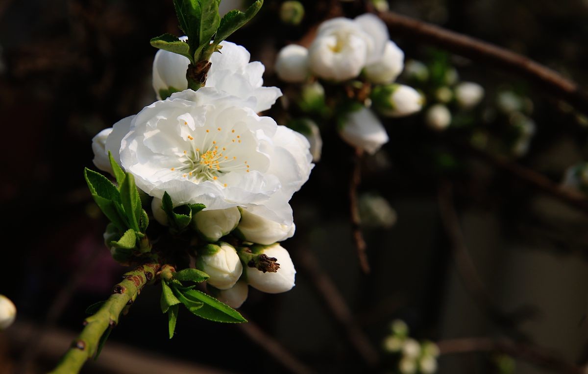 万城华府白桃花