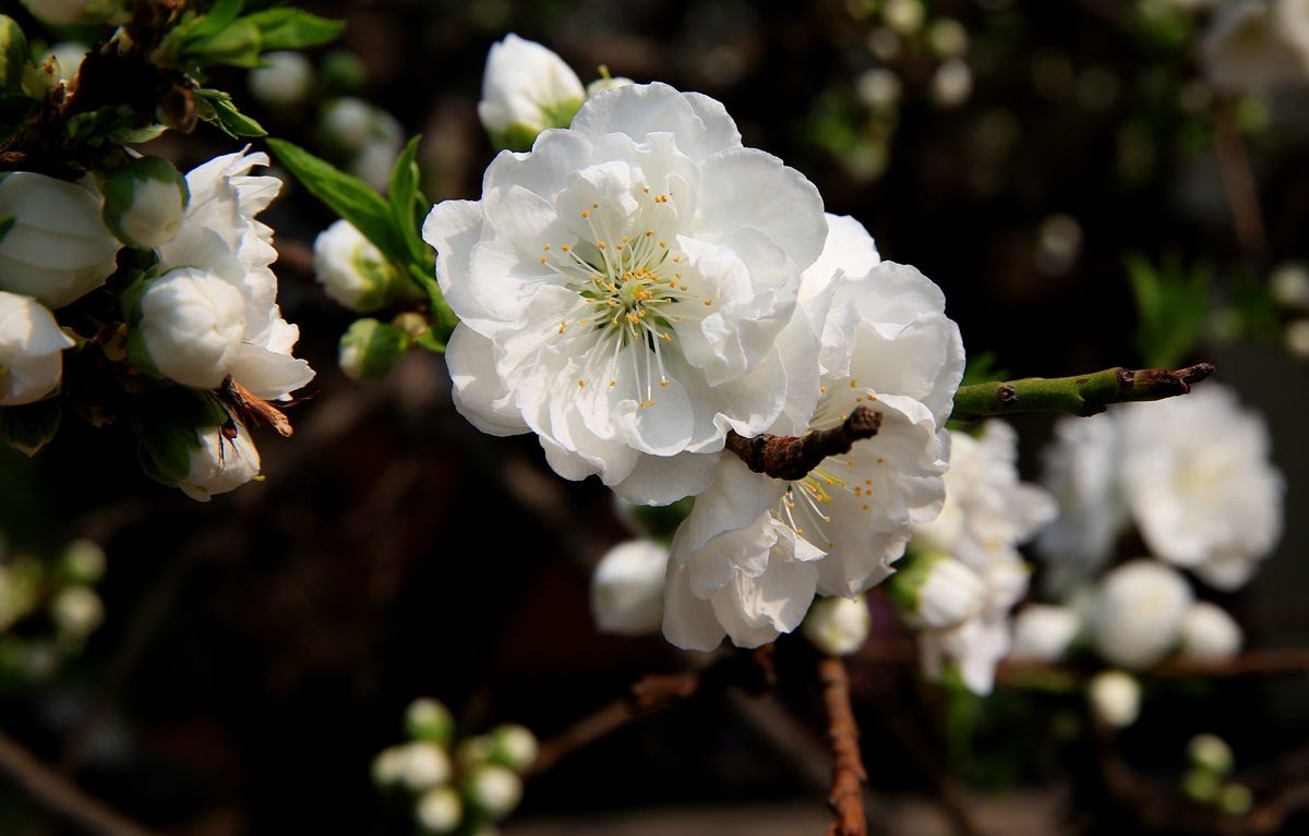 万城华府白桃花