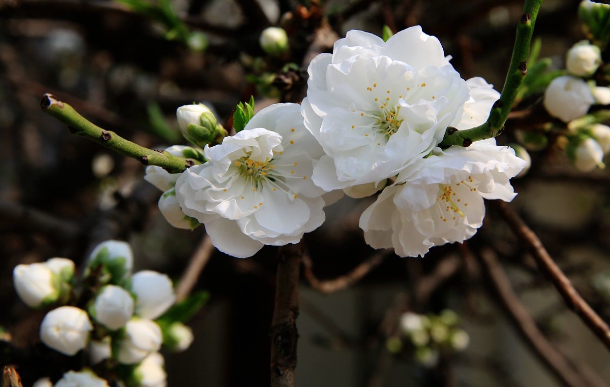 万城华府白桃花