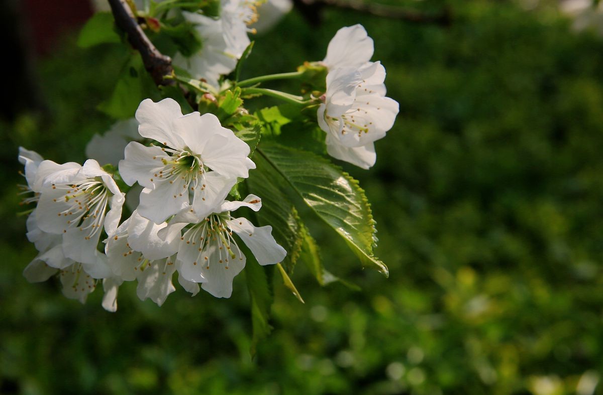 万城华府白桃花