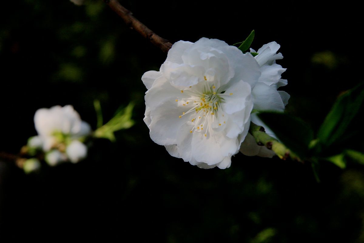 万城华府白桃花