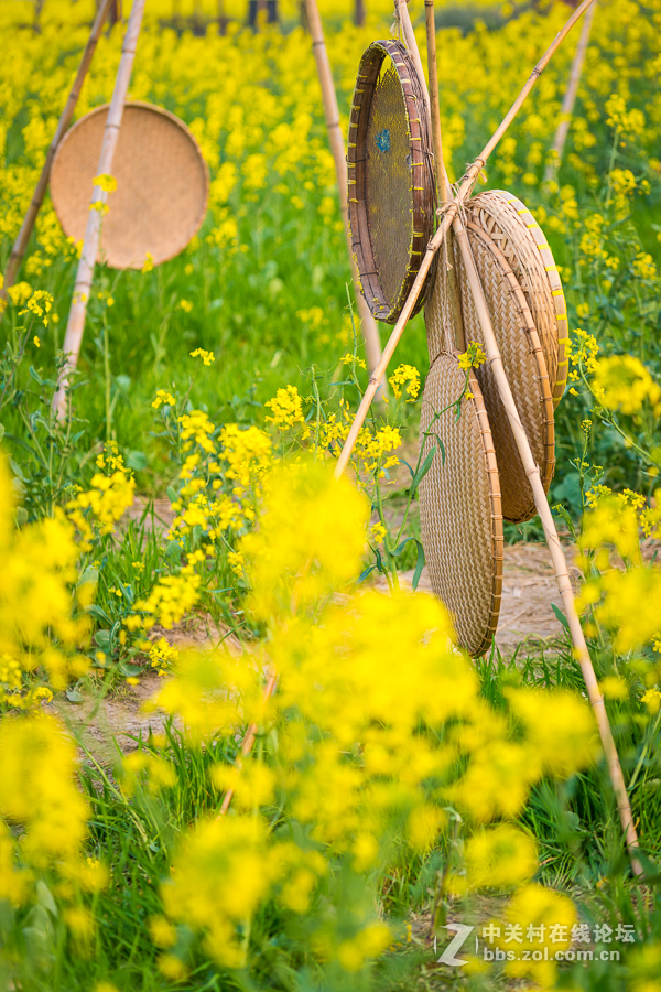 奉贤庄行菜花节掠影1