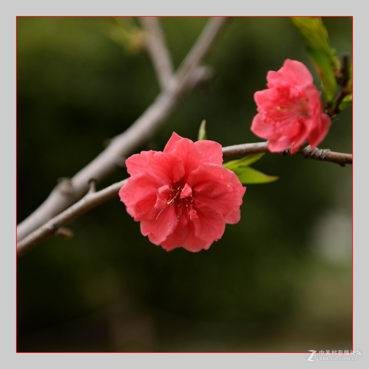 红白争艳花盛开