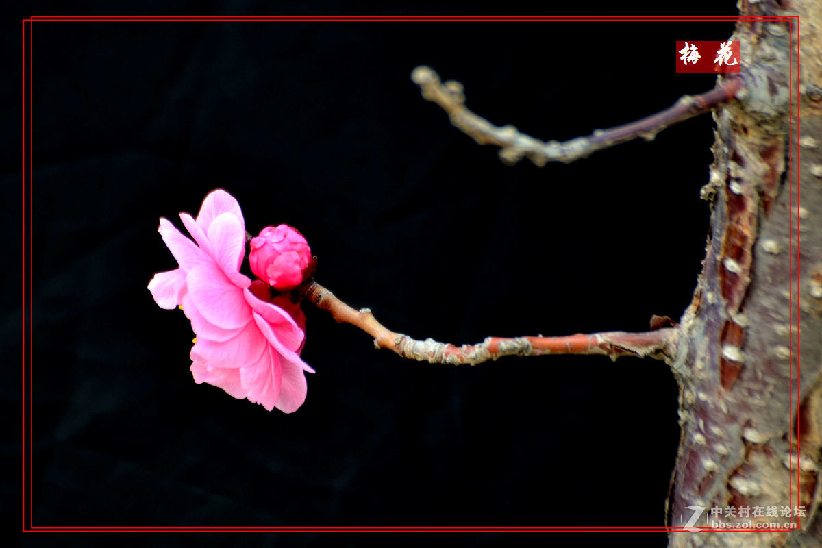 植物园里拍——梅花