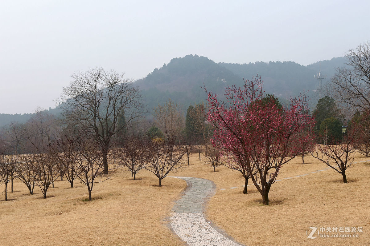 植物园里拍——梅花