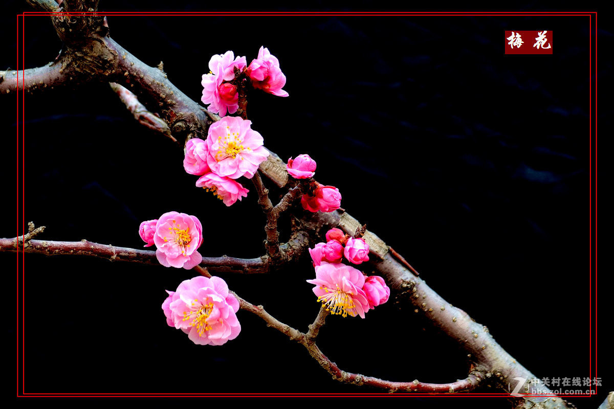 植物园里拍——梅花